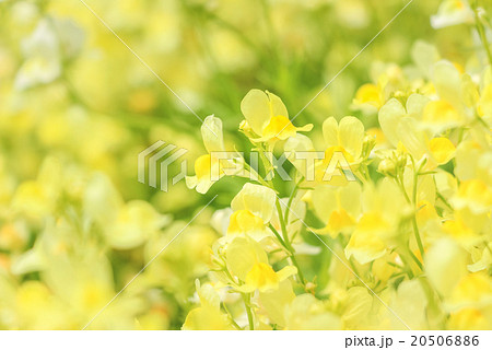 ヒメキンギョソウ グッピー 姫金魚草の写真素材 5066