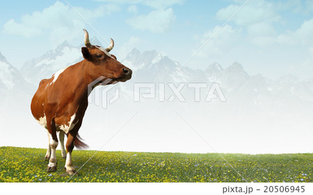 The cow in the pasture. The cow in the pasture. 20506945