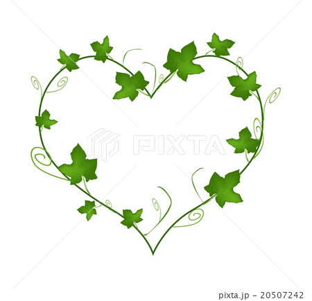 Green Ivy Leaves in Beautiful Heart Shape 20507242