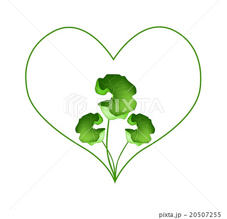 Fresh Asiatic Pennywort Plant in Heart Shape 20507255