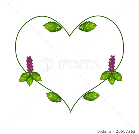 Thai Basil Leaves and Flowers in A Heart Shape