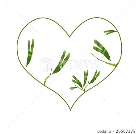 Evergreen Leaves in A Heart Shape Border Evergreen Leaves in A Heart Shape Border 20507278