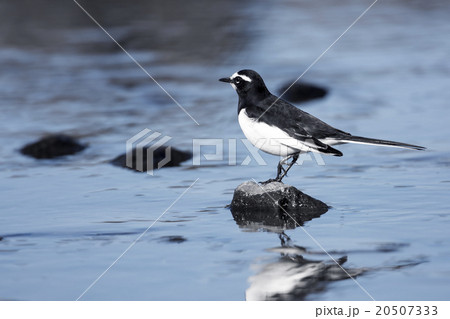 Japanese Wagtail 20507333