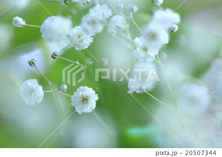 かすみそう 20507344