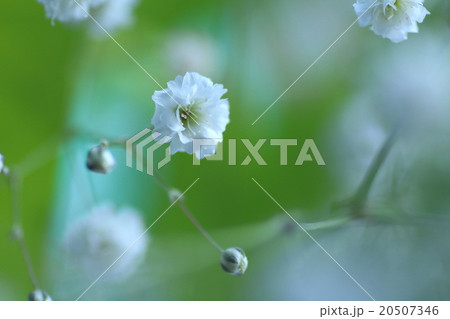 かすみそう かすみそう 20507346