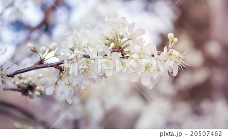 White Wild Himalayan Cherry (Vintage color) White Wild Himalayan Cherry (Vintage color) 20507462