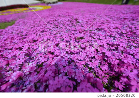 春爛漫ピンクのじゅうたん芝桜満開見頃みちのく湖畔公園の地面を覆い尽くす 20508320