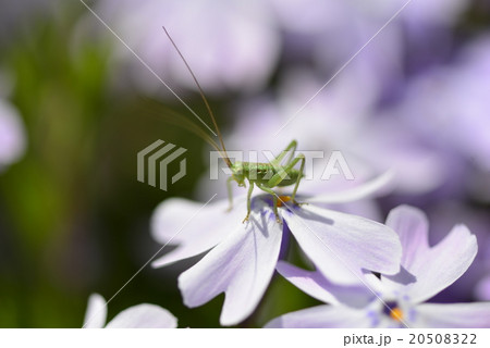 春の陽気に誘われて来た満開の芝桜の花びらにバッタ 20508322