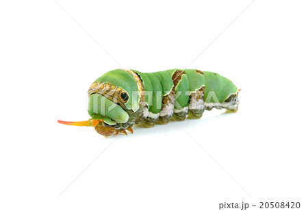 Close up caterpillar isolated on the white Close up caterpillar isolated on the white 20508420