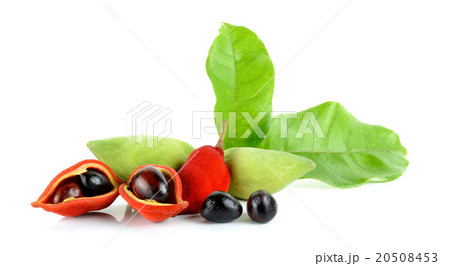 sweet chestnuts (Sterculia monosperma) on white sweet chestnuts (Sterculia monosperma) on white 20508453