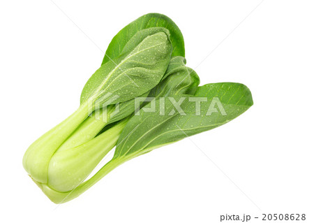 チンゲンサイ 20508628