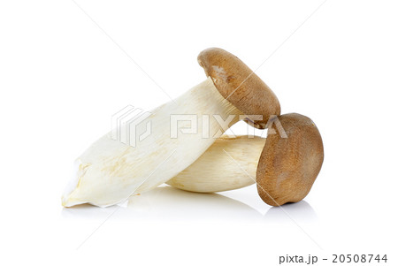 King Oyster mushroom isolated on the white  20508744