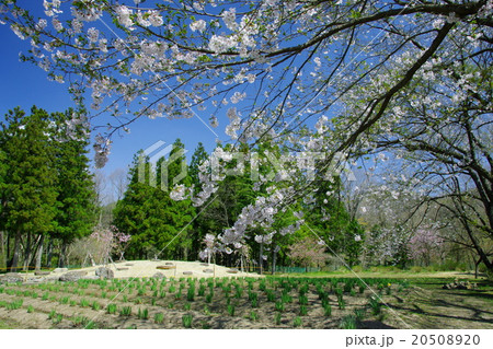 春の定義如来庭園風景 春の定義如来庭園風景 20508920