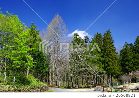 春の定義如来庭園風景(宮城県仙台市) 春の定義如来庭園風景(宮城県仙台市) 20508921