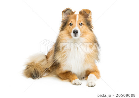 Brown sheltie dog Brown sheltie dog 20509089