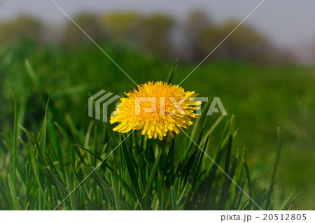 Beautiful dandelion close up with green backround Beautiful dandelion close up with green backround 20512805