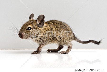 baby rat baby rat 20512968