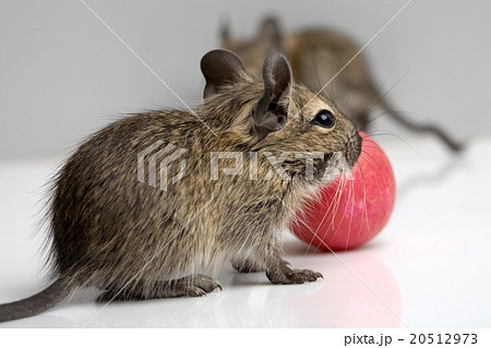 little mouse 20512973