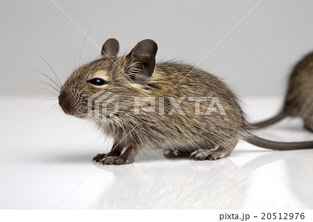 little mouse little mouse 20512976