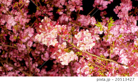 三浦海岸駅前　桜ライトアップ 20513427