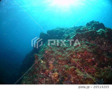 八丈島の起伏に富んだ海中の地形と射し込む太陽光 20514205