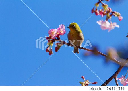 咲き始めの河津桜とメジロ 咲き始めの河津桜とメジロ 20514551