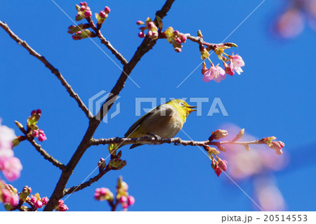 咲き始めの河津桜とメジロ 咲き始めの河津桜とメジロ 20514553