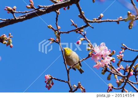 咲き始めの河津桜とメジロ 咲き始めの河津桜とメジロ 20514554