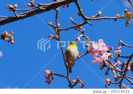 咲き始めの河津桜とメジロ 20514555