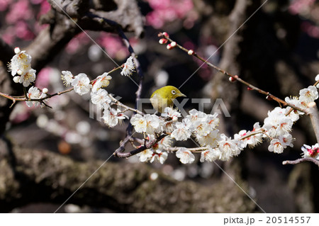 梅林坂の梅の花とメジロ 梅林坂の梅の花とメジロ 20514557