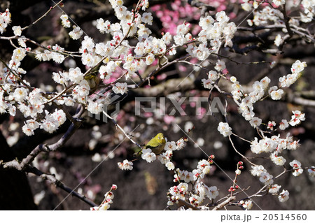 梅林坂の梅の花とメジロ 20514560