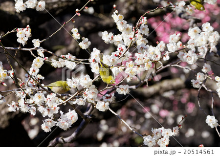 梅林坂の梅の花とメジロ 梅林坂の梅の花とメジロ 20514561