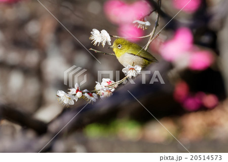 梅林坂の梅の花とメジロ 梅林坂の梅の花とメジロ 20514573