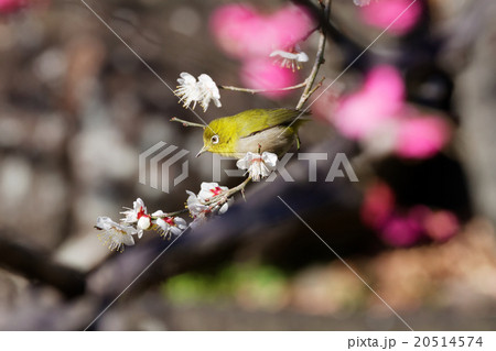 梅林坂の梅の花とメジロ 梅林坂の梅の花とメジロ 20514574
