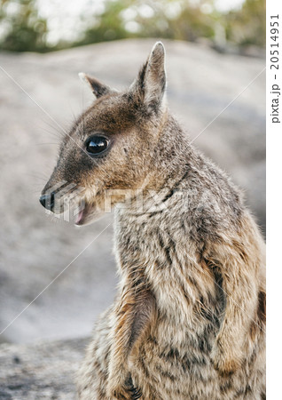 Wallaby in Australia 20514951
