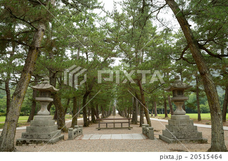松の参道 松の参道 20515464