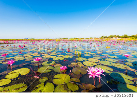 蓮、湖、風景。ウドンタニ、タイ、東南アジア。 蓮、湖、風景。ウドンタニ、タイ、東南アジア。 20515601