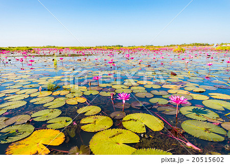 蓮、湖、風景。ウドンタニ、タイ、東南アジア。 蓮、湖、風景。ウドンタニ、タイ、東南アジア。 20515602