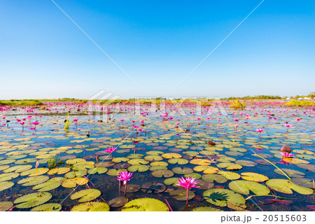 蓮、湖、風景。ウドンタニ、タイ、東南アジア。 20515603