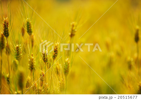 麦秋 麦秋 20515677