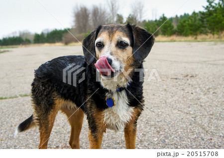 なめている犬 20515708