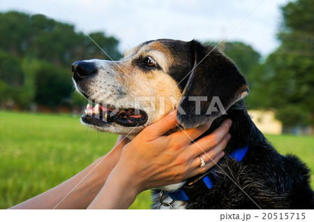 犬の横顔の写真素材