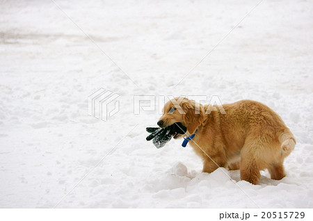 雪の中で遊ぶ子犬 雪の中で遊ぶ子犬 20515729