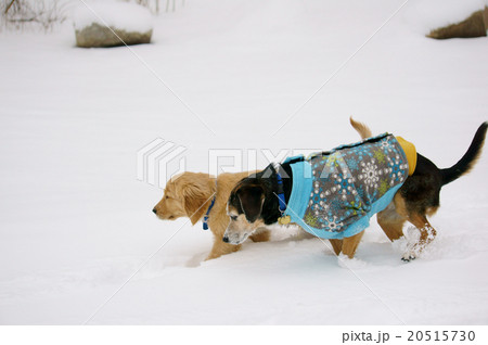 雪と二匹の犬 雪と二匹の犬 20515730