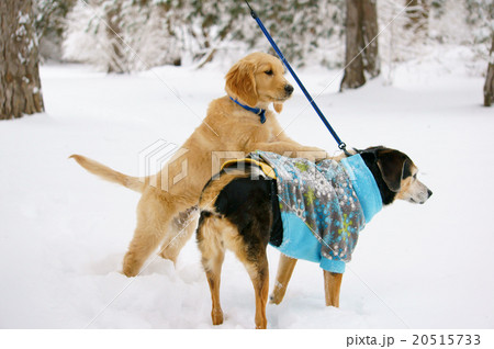 犬の上に乗っかる子犬の写真素材