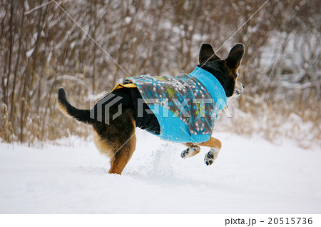 飛び跳ねる犬の写真素材