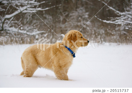 ゴールデンレトリバーの子犬 ゴールデンレトリバーの子犬 20515737