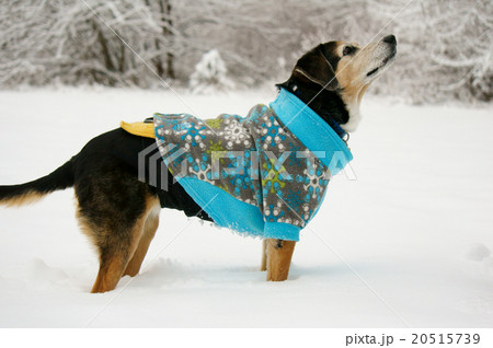 見上げる犬 20515739