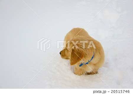 振り向く子犬 20515746