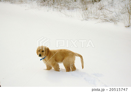雪の中のゴールデンレトリバー 20515747